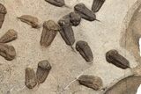 Trilobite (Sokhretia?) Mortality Plate - Erfoud, Morocco #189919-3